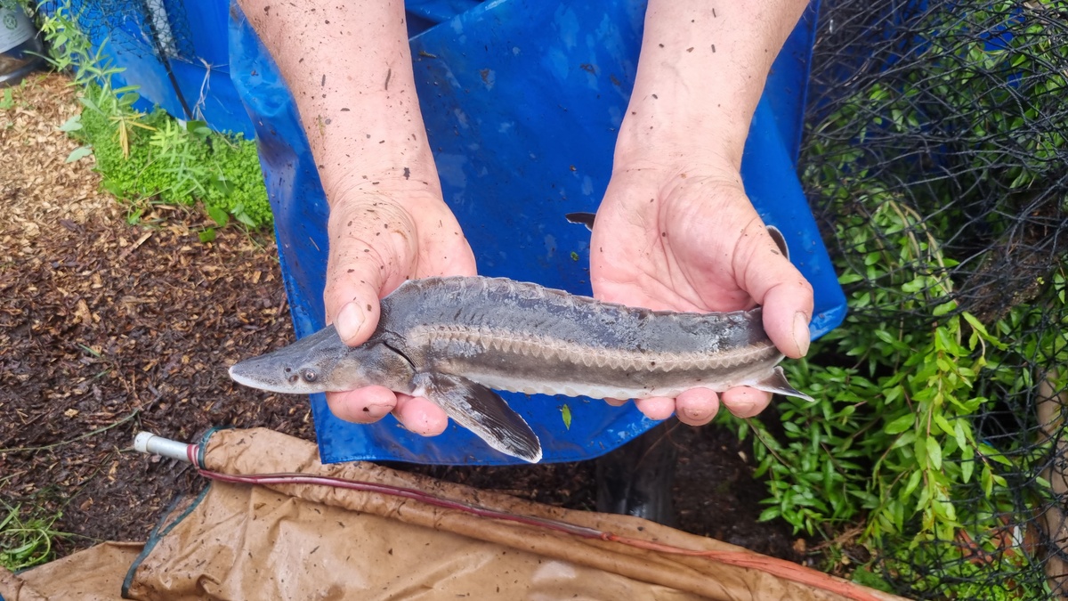 Holding sturgeon 